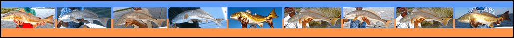 NX Fishing Charters NX Fishing Charters • Topsail - Wrightsville - Carolina Beaches